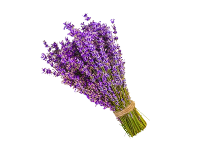 Lavanda prodaja Beograd