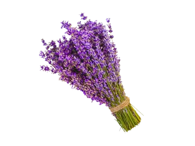 Lavanda Beograd