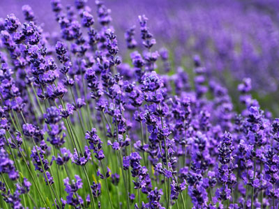 Lavanda 5