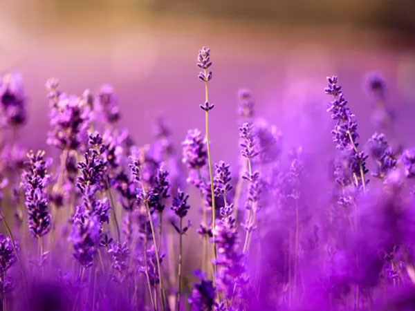 Lavanda prodaja Beograd - Naša priča