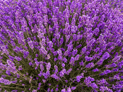 Lavanda 7