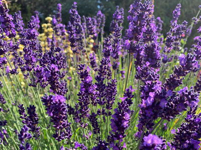 Lavanda 3