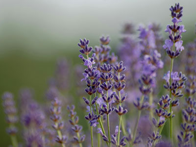 Lavanda 4