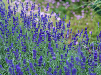 Lavanda 2