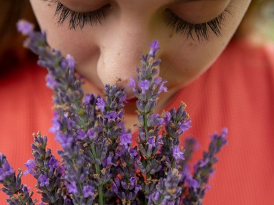 Lavanda 1