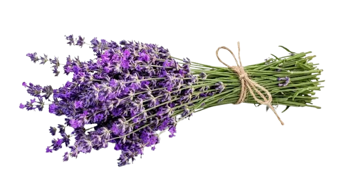 Vezica sveže lavande - Lavanda Beograd