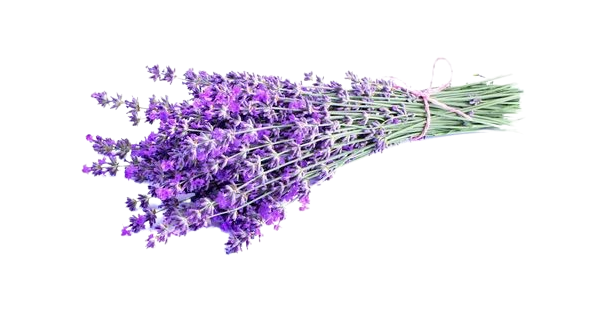 Lavanda prodaja Beograd