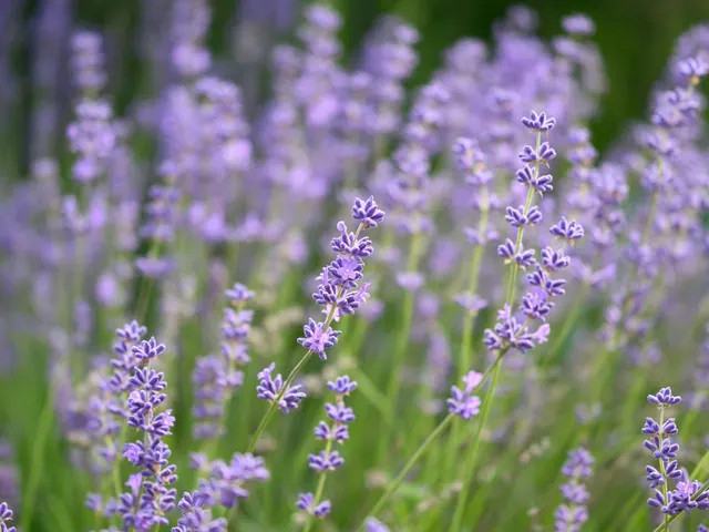 Lavanda u cvatu u bašti